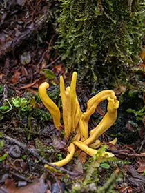 Cordyceps