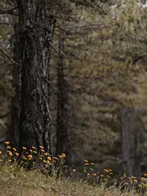 CLA (Conjugated Linoleic Acid)